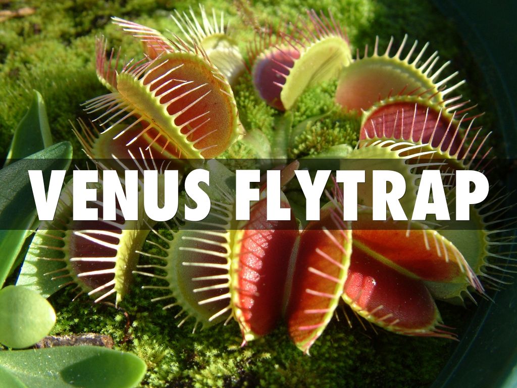 Venus fLYtrap