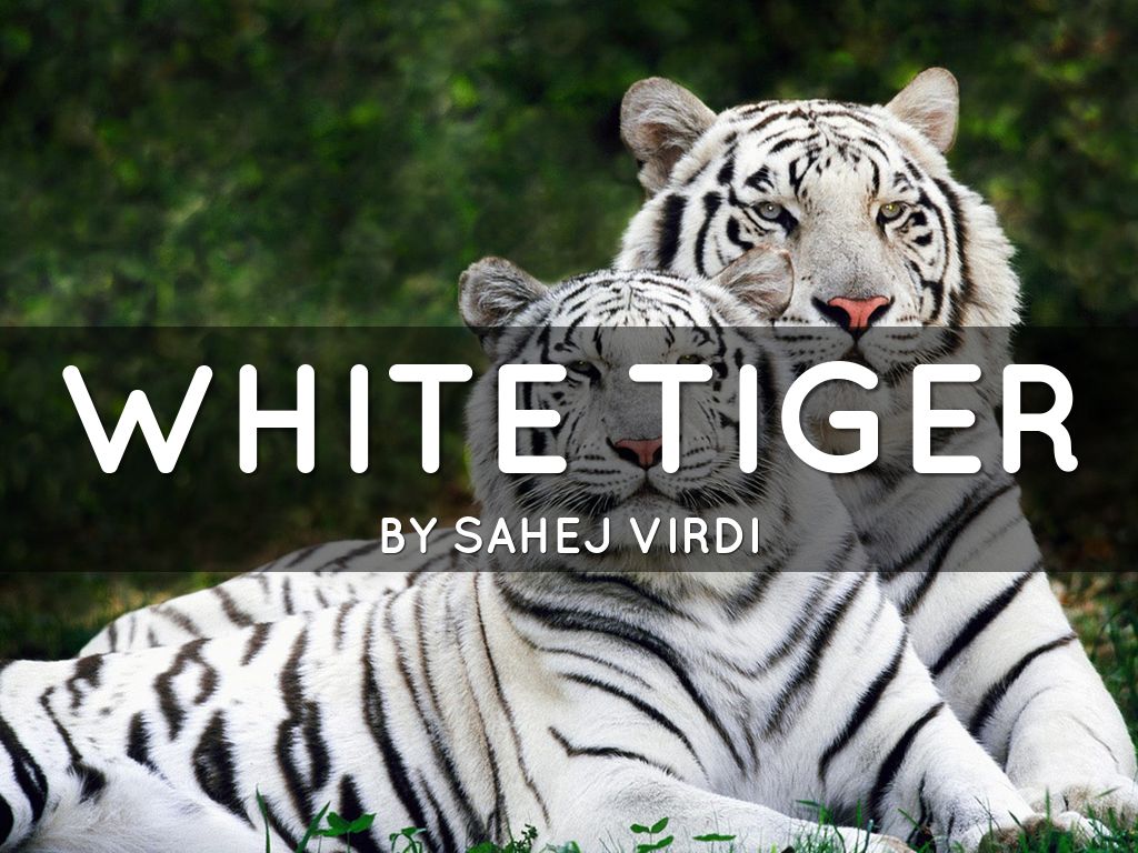 White Tiger