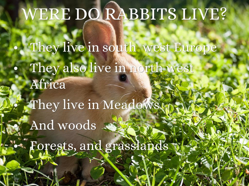 Rabbits by Jaida Vale