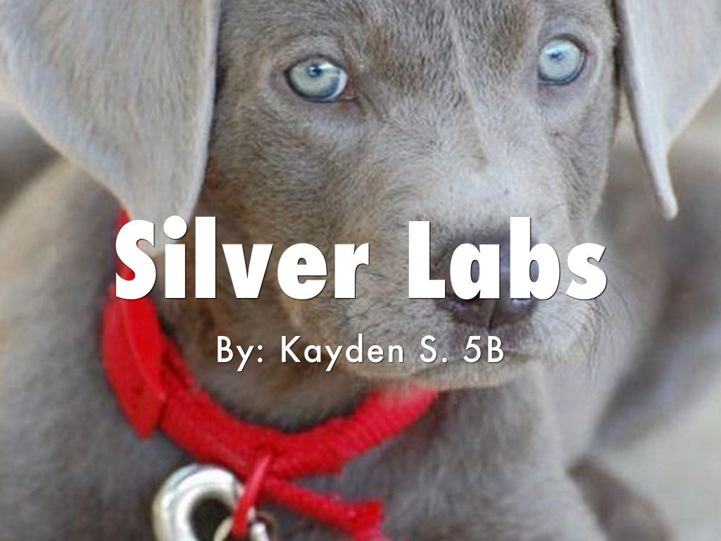 Silver Labs