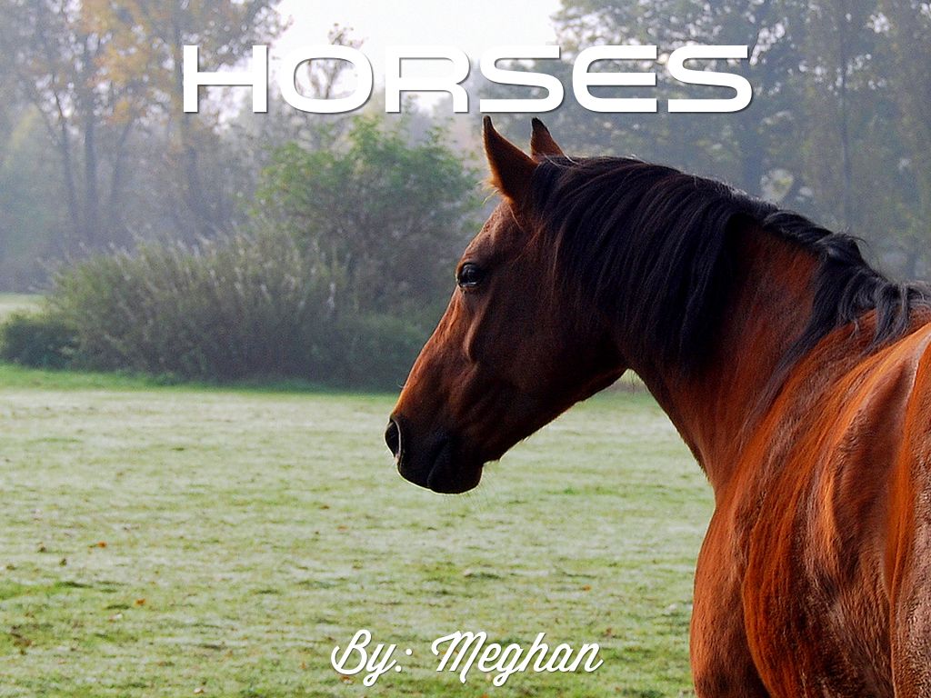 Most popular horse breeds in America