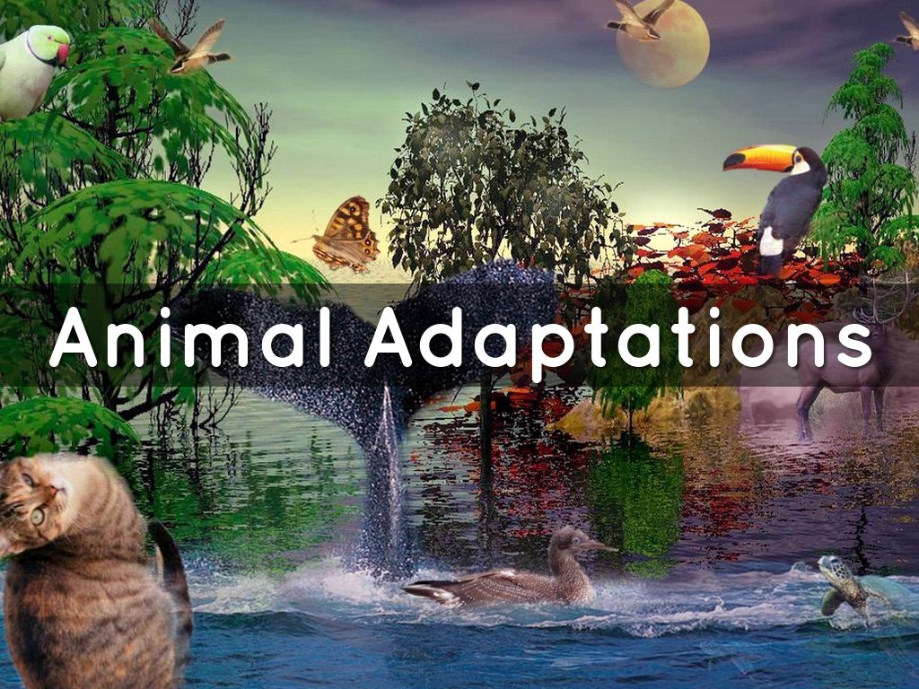 Animal Adaptations