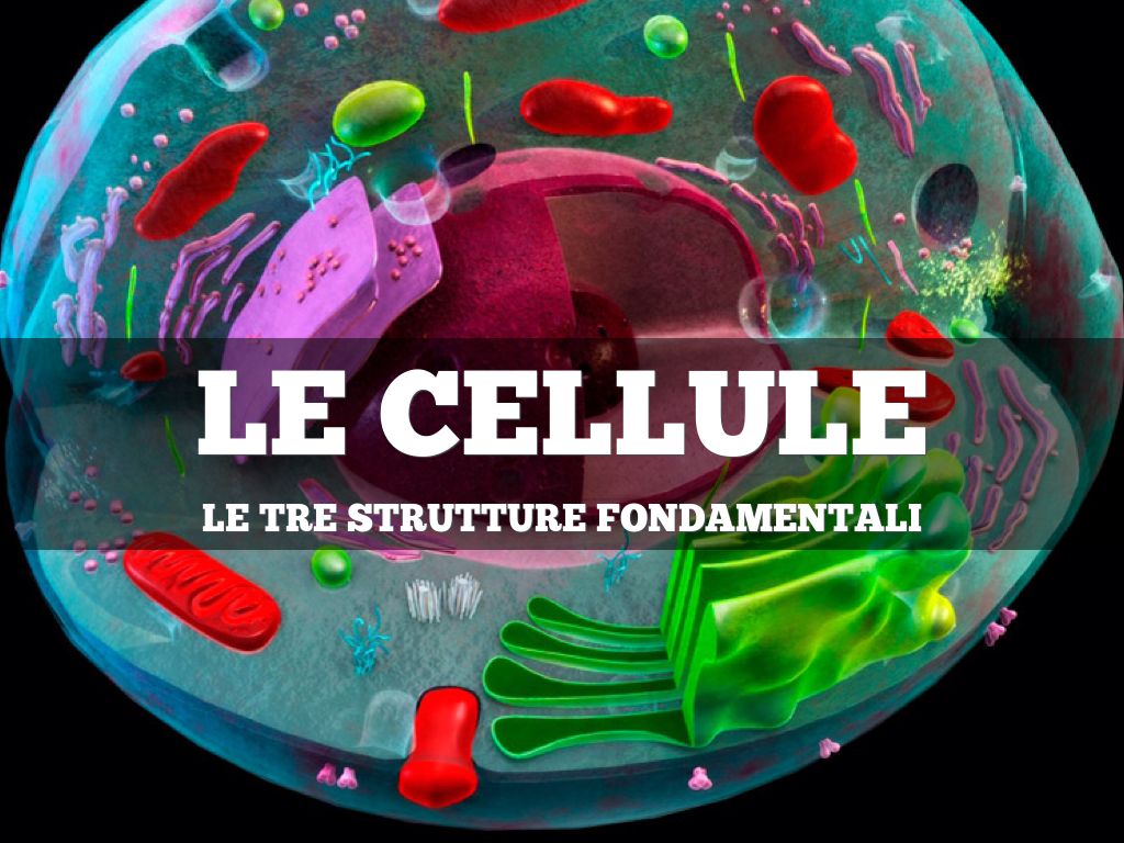 le cellule 
