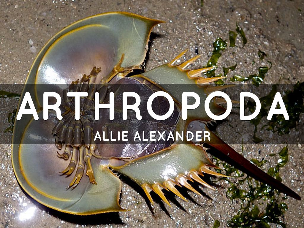 ARTHROPODA