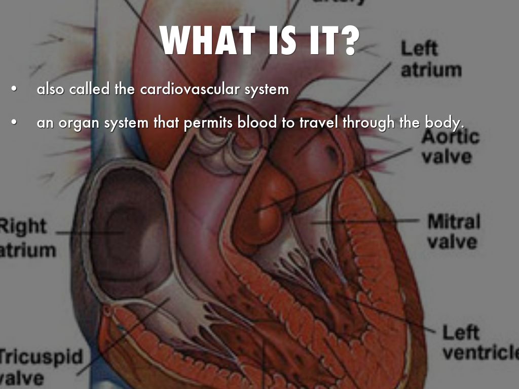 circulatory System by hses.darius.kennedy