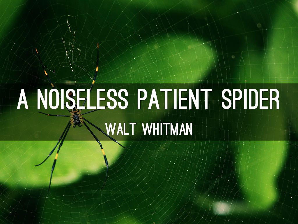 A Noiseless Patient Spider by pimpadelic74