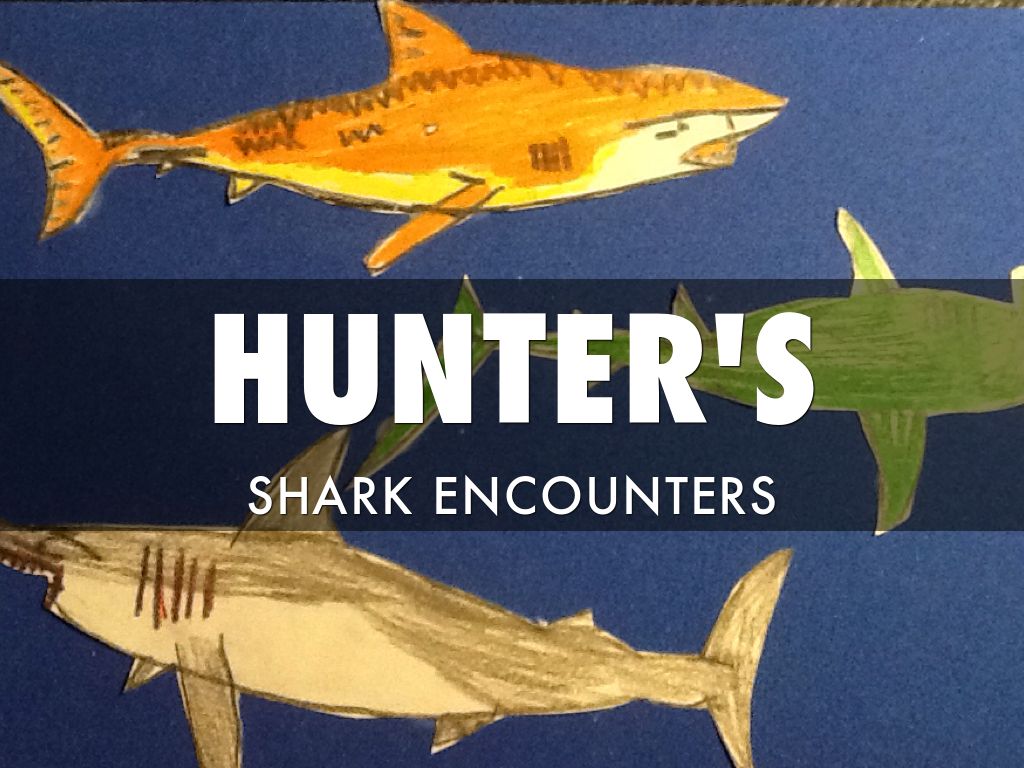 Copy of Shark Encounters 