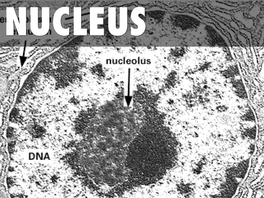 Cell Parts And Functions 