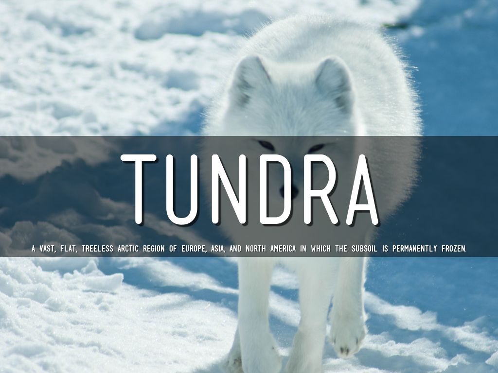 Ecosystem Vocab by jenna.mallery.gms