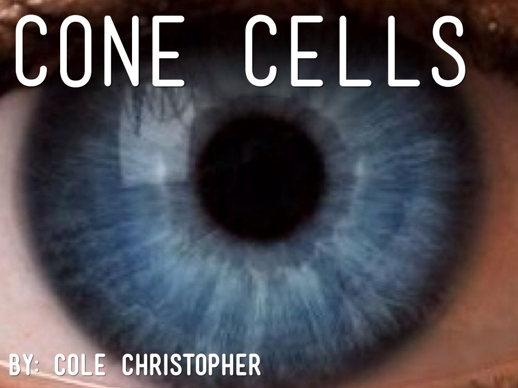 Cone Cells by Cole Christopher