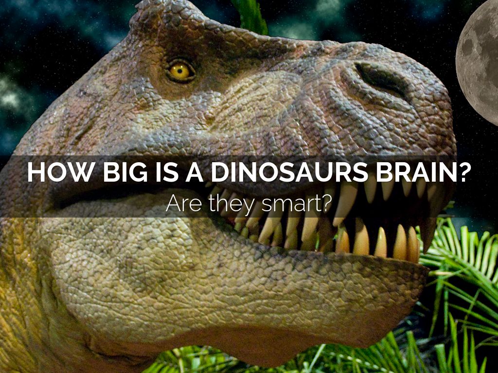How big is a dinosaurs brain?