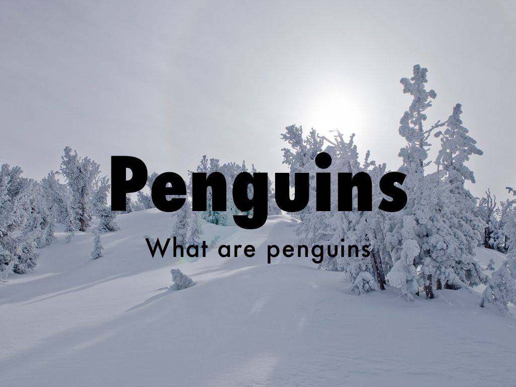 Penguins 