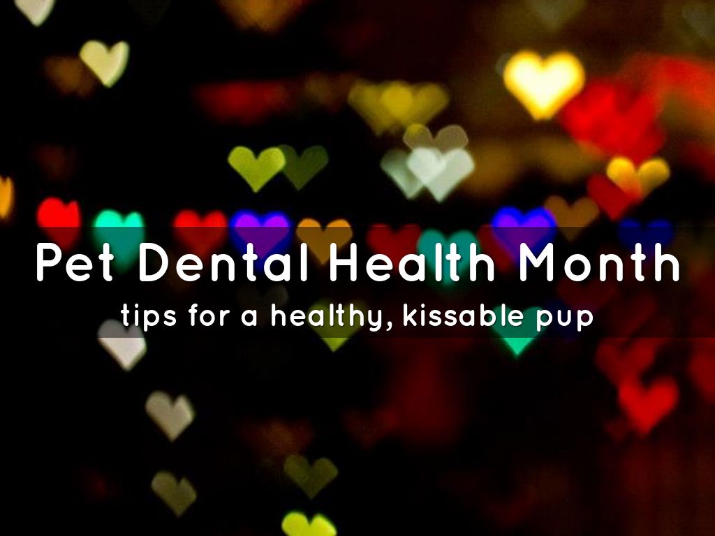 Pet Dental Health Month