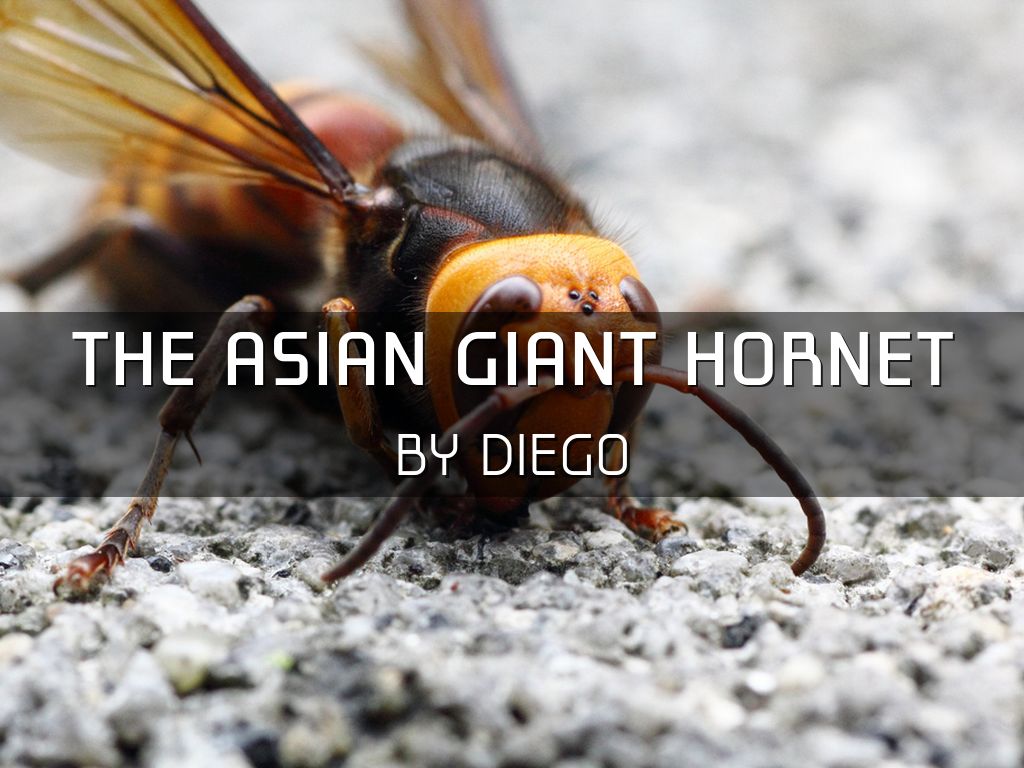 Copy of Copy of the asian giant hornet