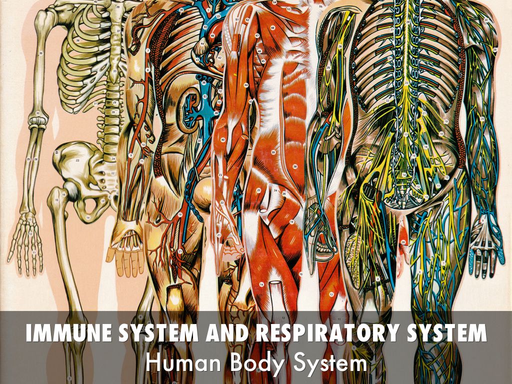 immune system and respiratory system
