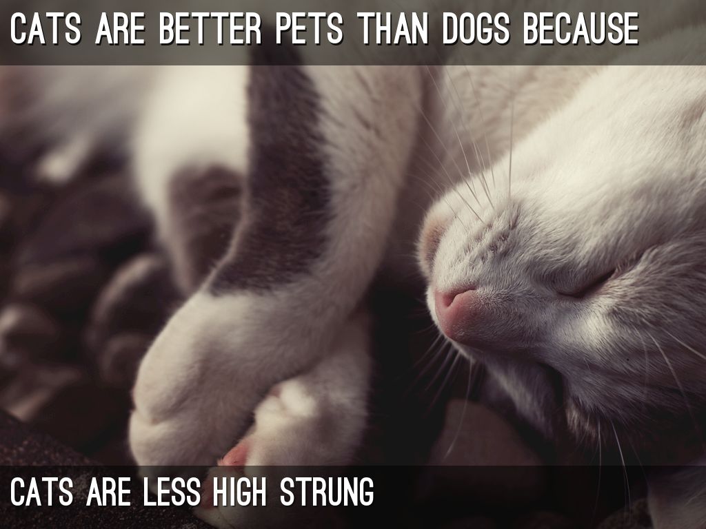 cats are better pets than dogs because by queendar