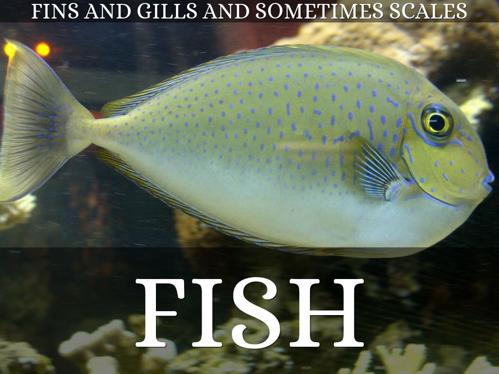 Animals can be classified into two main groups. by