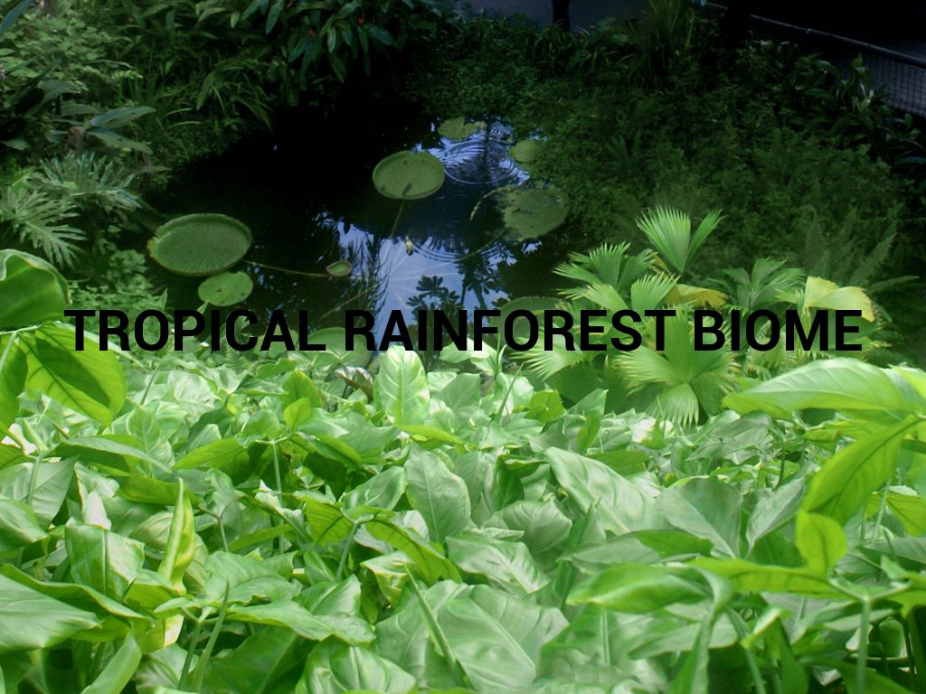 Copy of Tropical Rainforest Biome