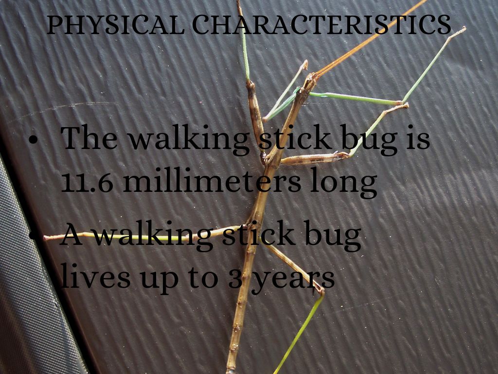 Walking Stick Bug vs Humans by p.rayshawn