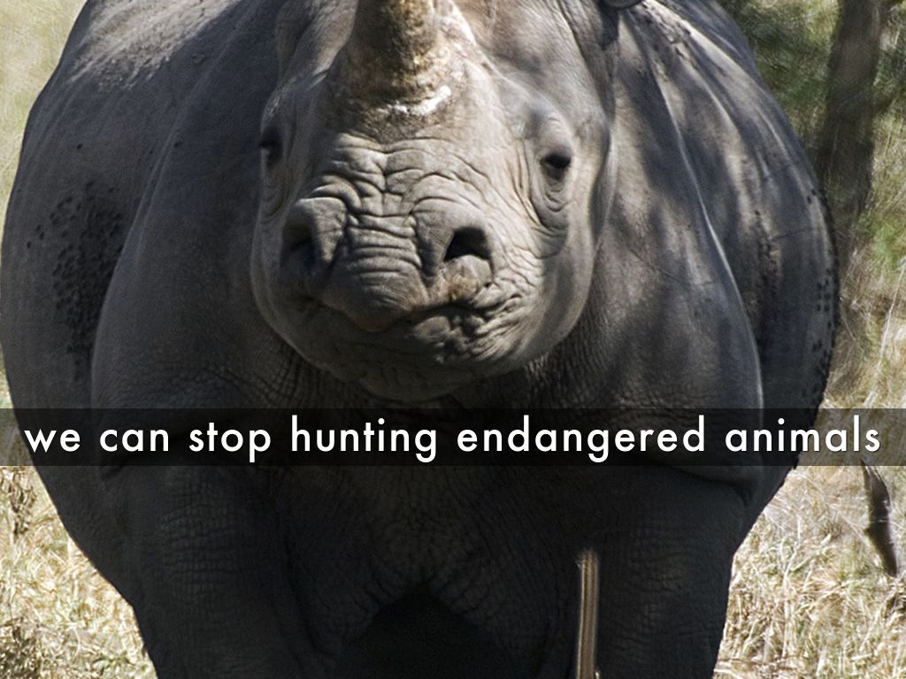 How Can We Save Animals and plants by Cheryl Bolz