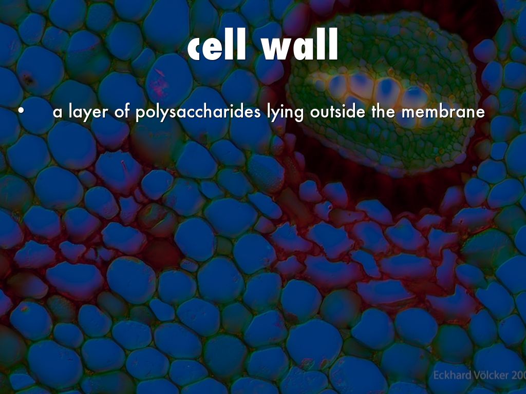 cell wall