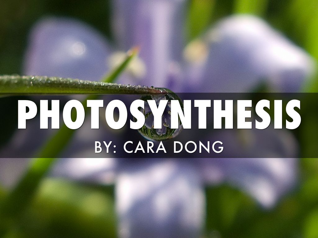 Photosynthesis by Cara Dong