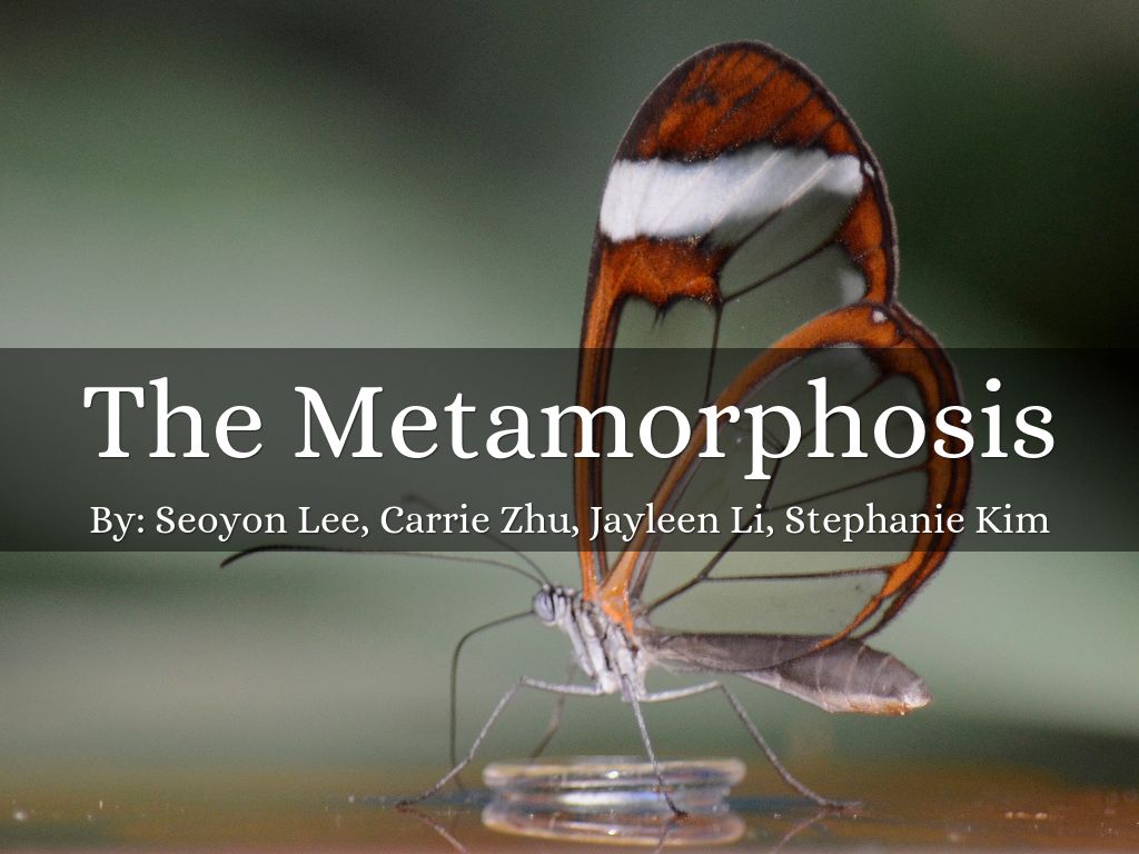The Metamorphosis by Stephanie Kim