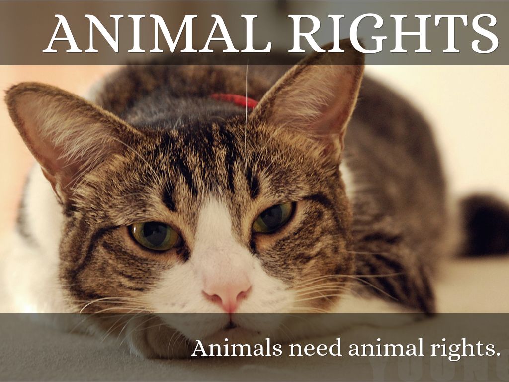 Animal Rights by siebowers927