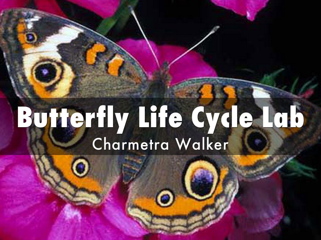 Butterfly Life Cycle Lab by cwalker8