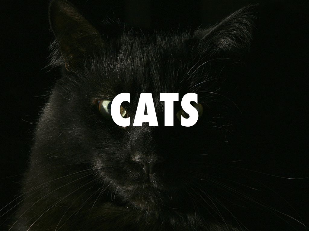 Cats