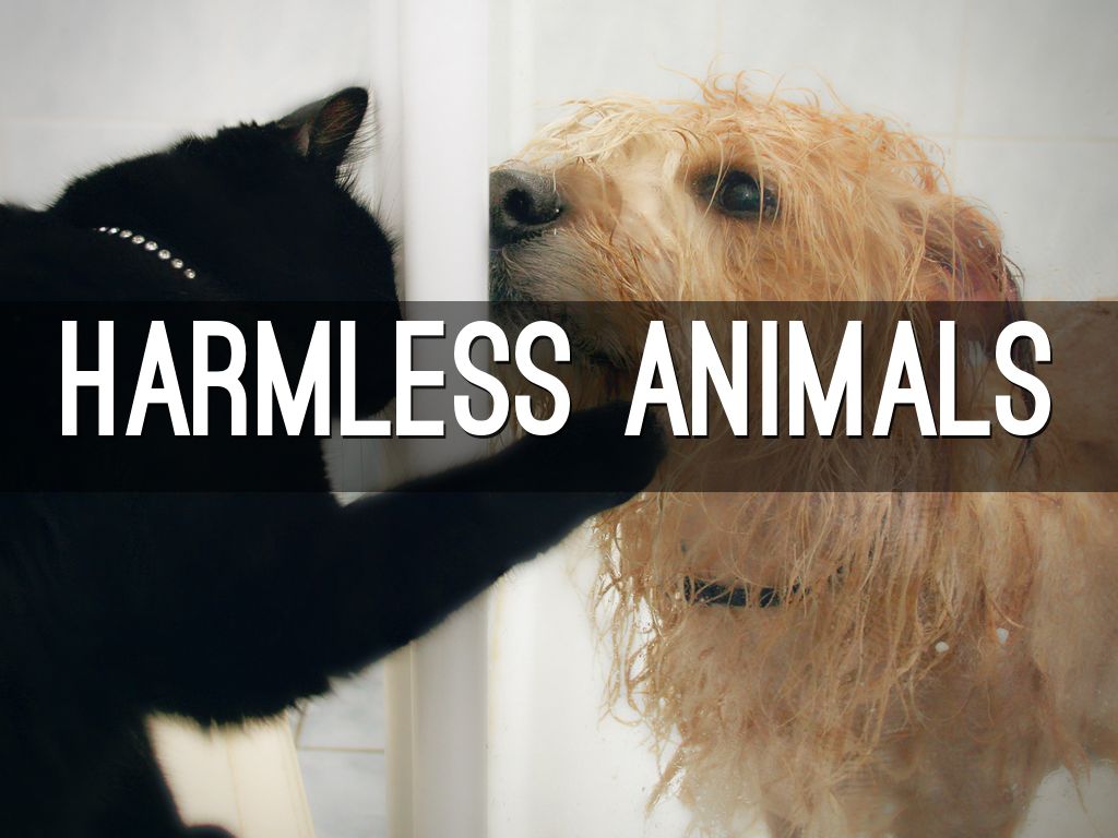 Animals by ncooke6238