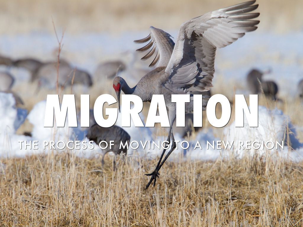 Human Geography by Mitchel Wells