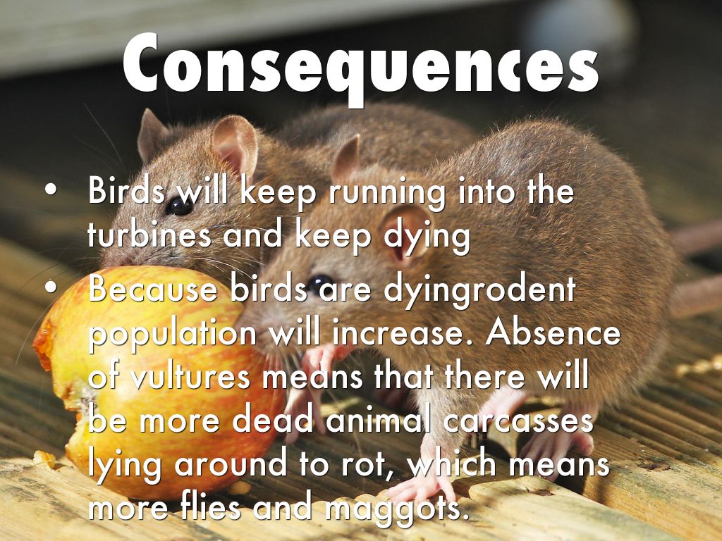 How are wind turbines affecting bird populations? by