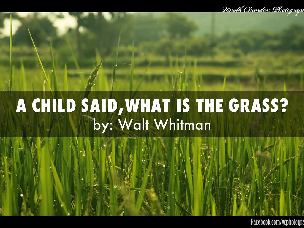 a child said,what is the grass? by Rodreges Lopez
