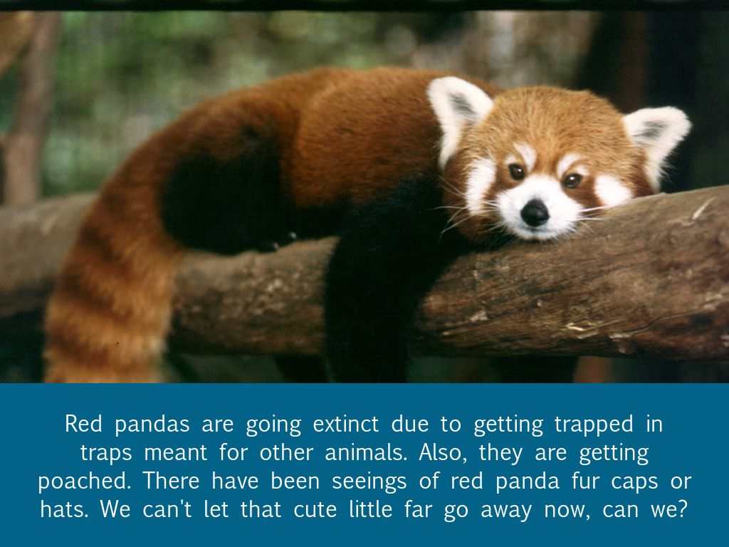 Endangered Animals By Sbgirl27