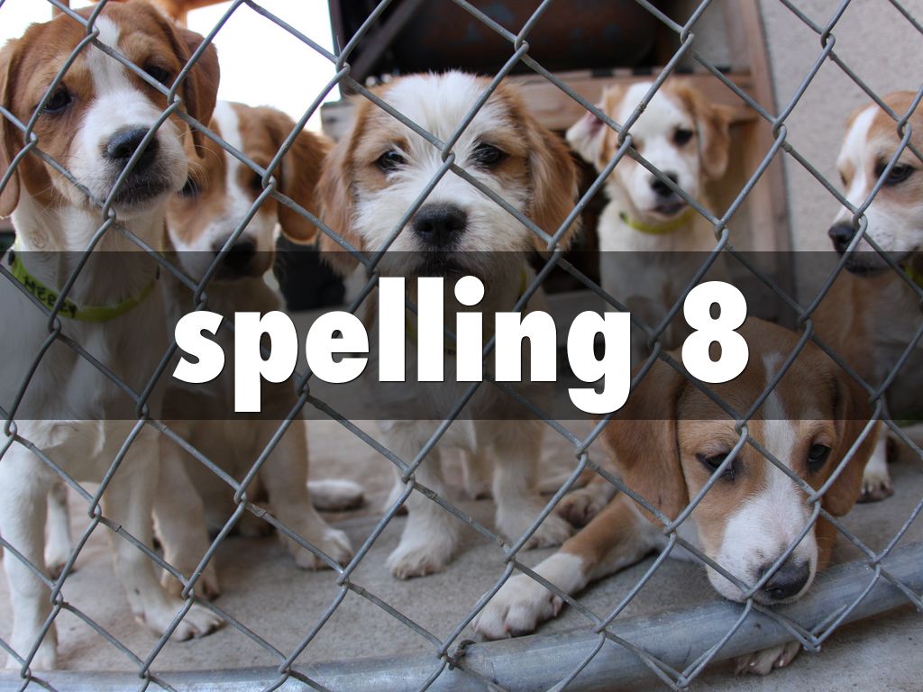 spelling 8 by 17kaseyramirezdeleon