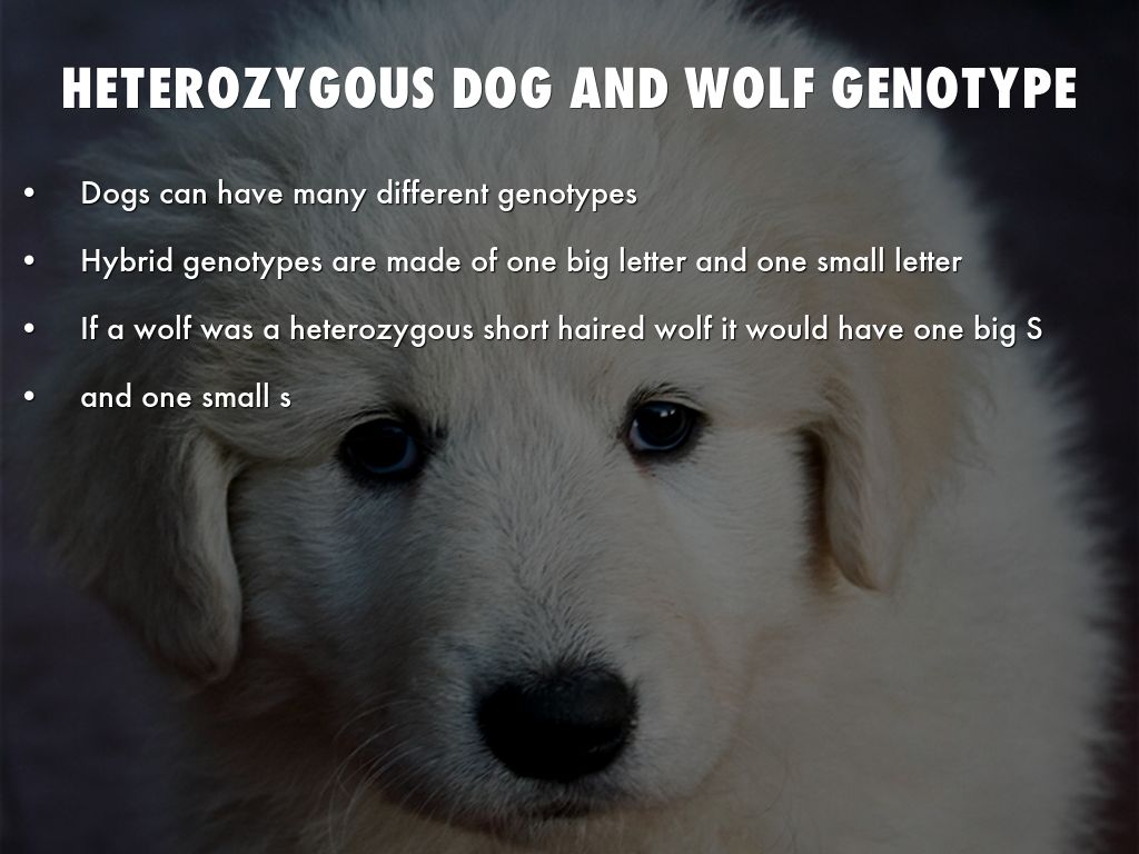 Dogs and Wolves by ashellow