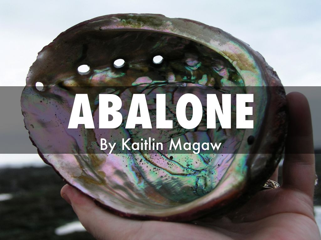 abalone