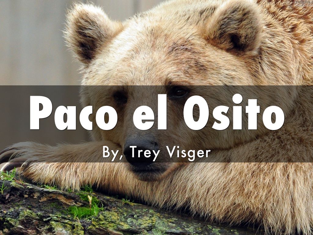 Paco el Osito