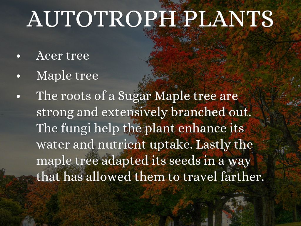 Biomes And Adaptations By Zharayiah Alvarez