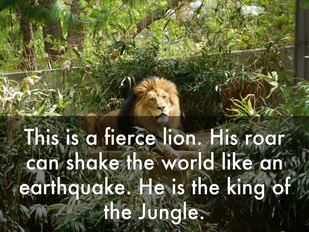 This is a fierce lion. His roar can shake the world like an earthquake. He is the king of the Jungle.