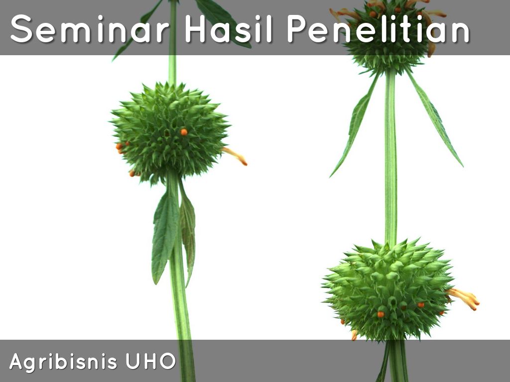 Seminar Hasil Penelitian