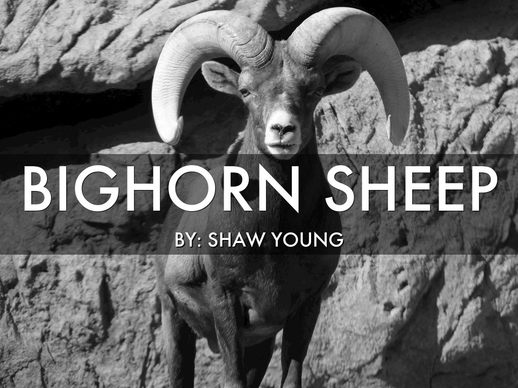 Big Horn Sheep - By: Shaw Young