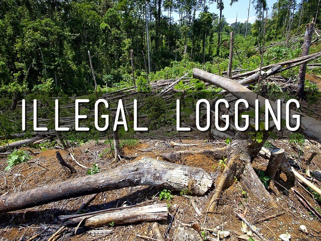 Copy of Environmental Sentinels