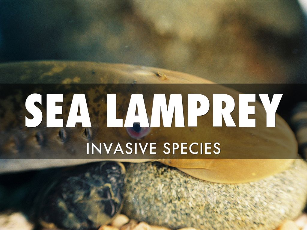 Sea Lamprey