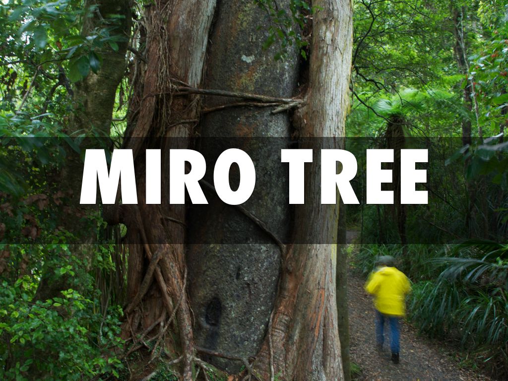 Miro tree Room 2 by Miss Mallaby