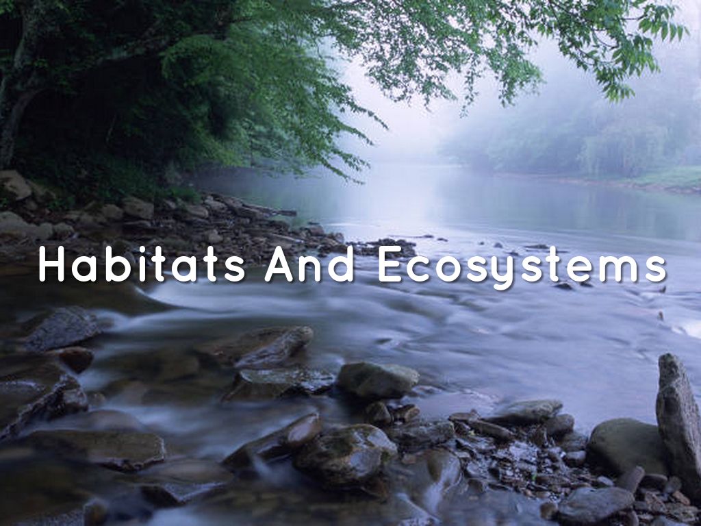 Habitats And Ecosystems by Ryan