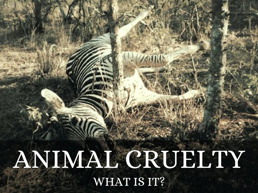 Animal cruelty