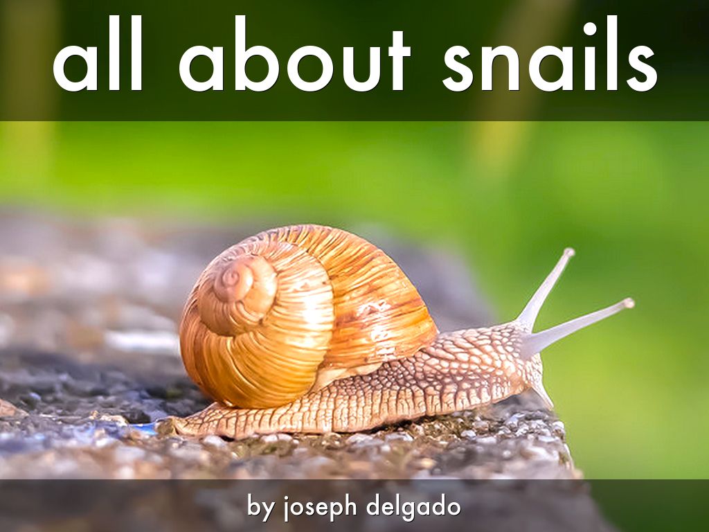 all about snails by Students Lake Myra