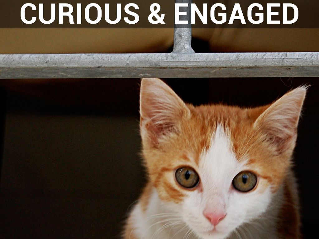 Curious & Engaged